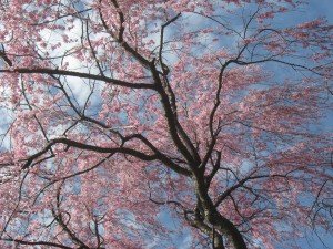 Cherry Promise ©Cucinell
