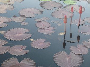 IMG_6307