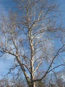IMG_6664