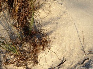 IMG_1042
