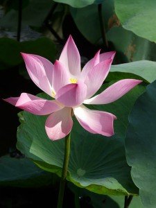 lotus