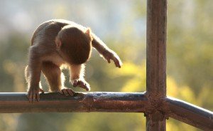 monkey_baby