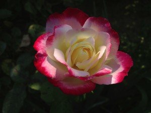 Emilio's Rose ©Cucinell