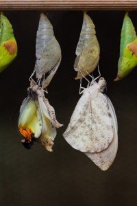 butterflies