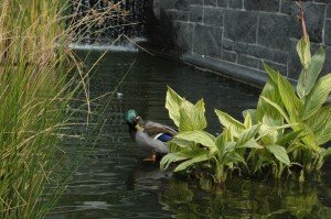 IMG_2597